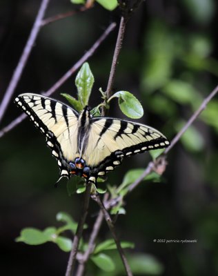 Tiger Swallowtail IMG_6341.jpg