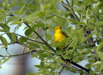 Yellow Warbler IMG_5388.jpg