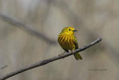 Yellow Warbler IMG_5423.jpg