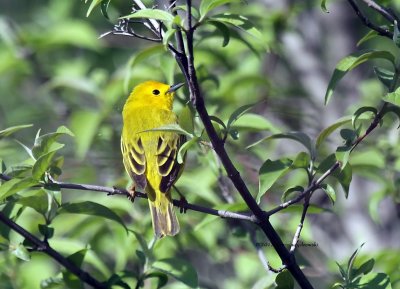 Yellow Warbler IMG_5738.jpg