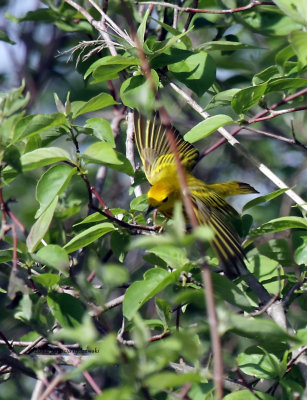 Yellow Warbler IMG_5770.jpg