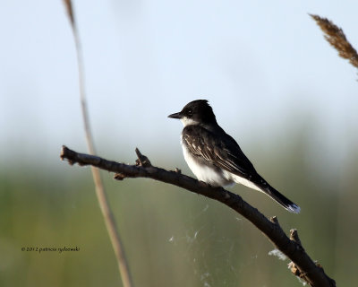 Eastern Kingbird IMG_7153.jpg