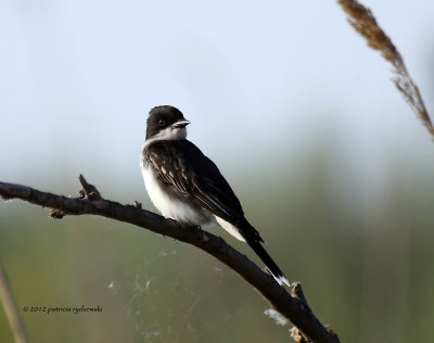 Eastern Kingbird IMG_7163.jpg