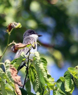 Eastern Kingbird IMG_7546.jpg