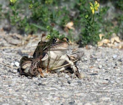 Frog IMG_7532.jpg