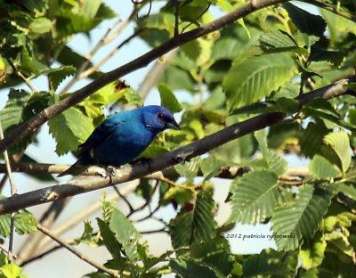 Indigo Bunting IMG_7520.jpg