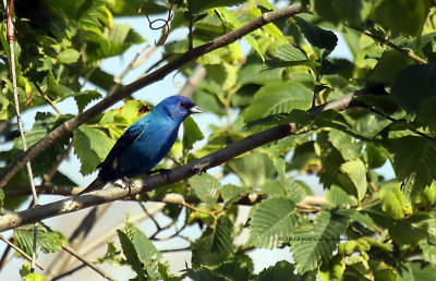 Indigo Bunting IMG_7521.jpg