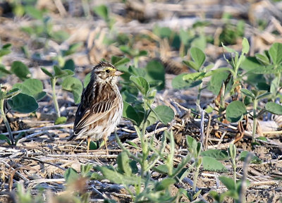 Savannah Sparrow IMG_7073.jpg