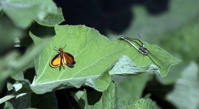 Skipper IMG_7412.jpg