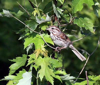 Song Sparrow IMG_7183.jpg