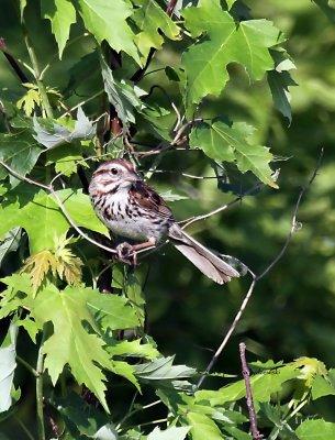 Song Sparrow IMG_7190.jpg