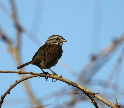 Song Sparrow IMG_7230.jpg