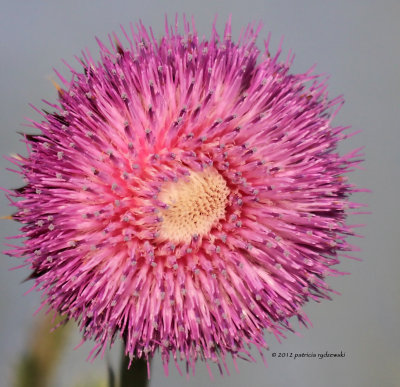 Thistle Blossom IMG_7173.jpg