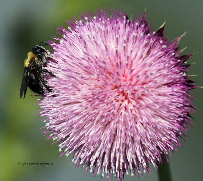 Thistle Blossom IMG_7436.jpg