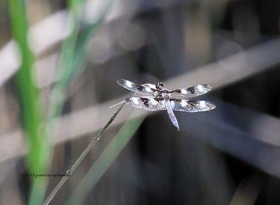 Twelve Spot Skimmer IMG_7636 2.jpg