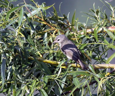 Warbling Vireo IMG_7402.jpg