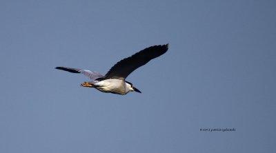 Black-crowned Night Heron IMG_7849.jpg