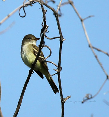 Willow Flycatcher IMG_8071 copy.jpg