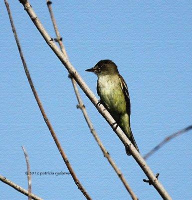 Willow Flycatcher IMG_8104.jpg