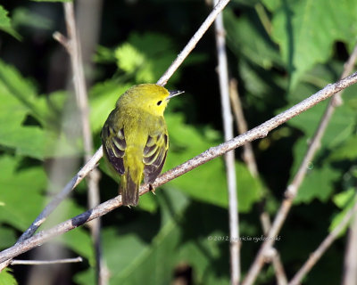 Yellow Warbler IMG_7728.jpg
