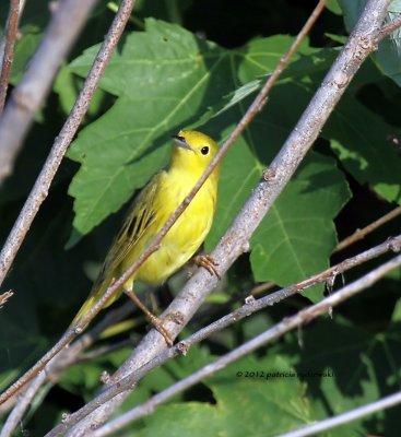 Yellow Warbler IMG_7744.jpg