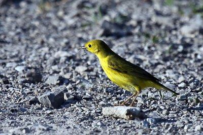 Yellow Warbler IMG_7890.jpg