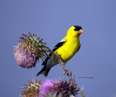 American Goldfinch IMG_8383.jpg