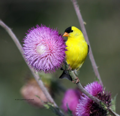 American Goldfinch IMG_8386.jpg
