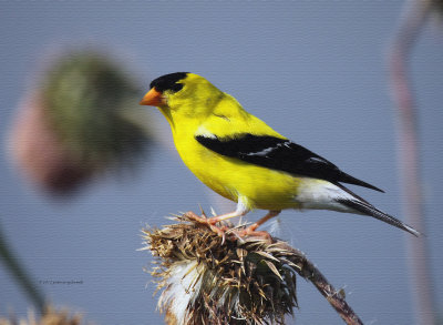 American Goldfinch IMG_8500.jpg