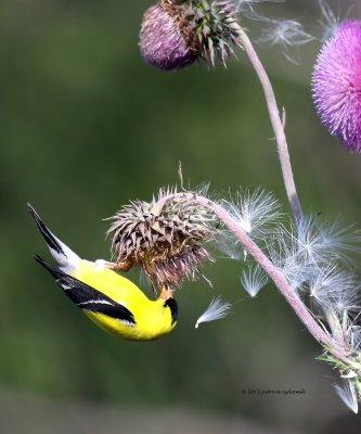 American Goldfinch IMG_8537.jpg