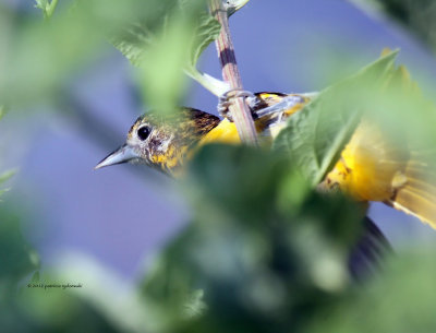 Baltimore Oriole IMG_8497.jpg