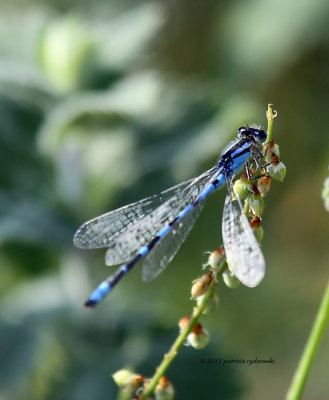Blue-eyed Darner  IMG_8455.jpg