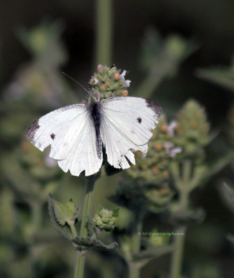 Cabbage White IMG_8321.jpg