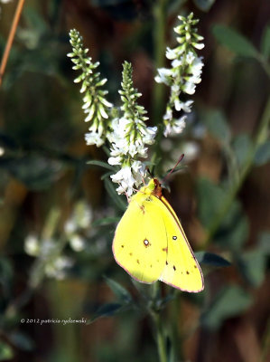 Common Sulfur IMG_8241.jpg