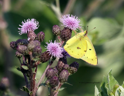 Common Sulfur IMG_8305.jpg
