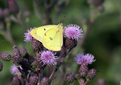 Common Sulfur IMG_8309.jpg