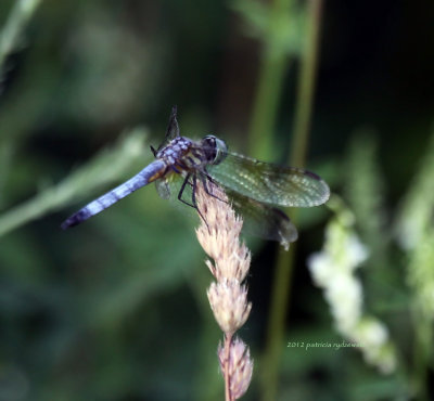 Easatern Pondhawk male IMG_8256.jpg