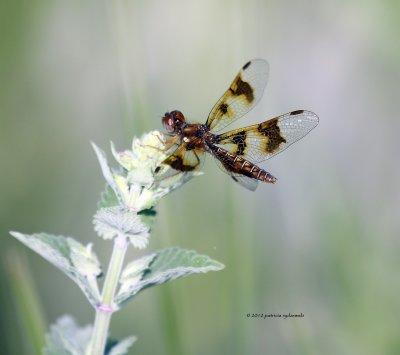 Eastern Amberwing IMG_8425.jpg