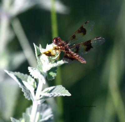 Eastern Amberwing IMG_8431.jpg