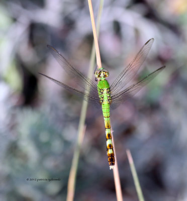 Eastern Pondhawk female  IMG_8249.jpg