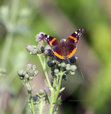 Red Admiral IMG_8410.jpg