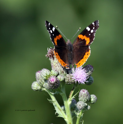 Red Admiral IMG_8560.jpg