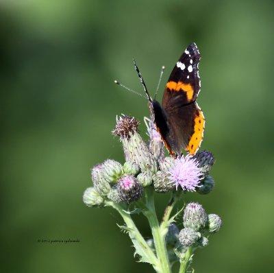 Red Admiral IMG_8569.jpg