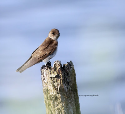 Tree Swallow IMG_8292.jpg