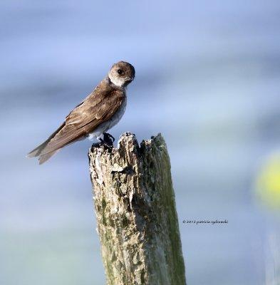 Tree Swallow IMG_8299.jpg