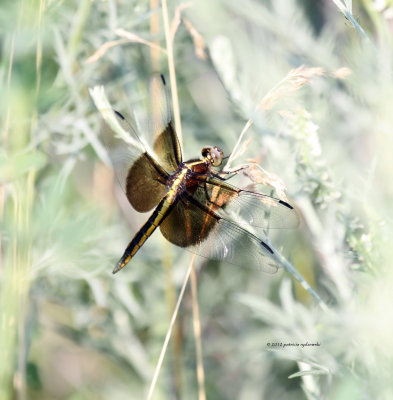 Widow Skimmer IMG_8478.jpg