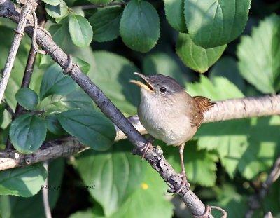 House Wren IMG_8215.jpg