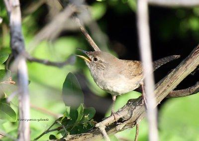 House Wren IMG_8223.jpg