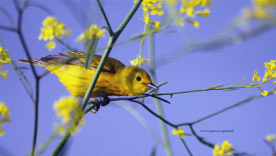 Yellow Warbler IMG_8277.jpg
