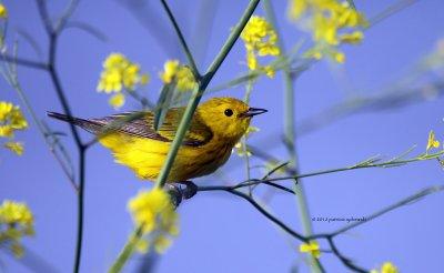 Yellow Warbler IMG_8278.jpg